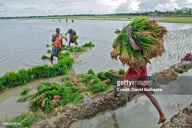 Farmers haul rice seedlings for planting. Even in the best of times Bangladesh seems plagued by catastrophe. A majority farming base, extreme poverty...