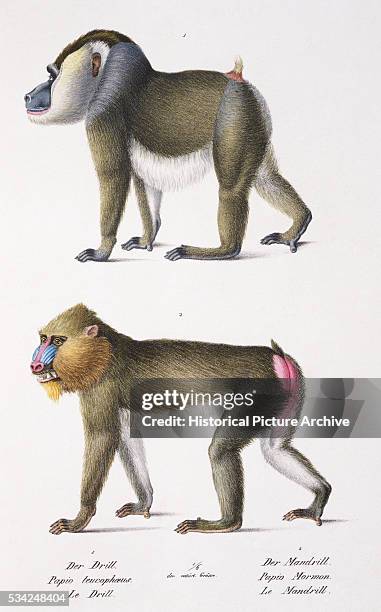 Mandrill Map Monkey Drill Photos and Premium High Res Pictures - Getty Images