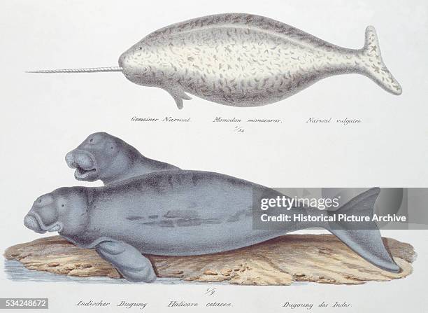 Narwhal and Dugong by Karl Joseph Brodtmann