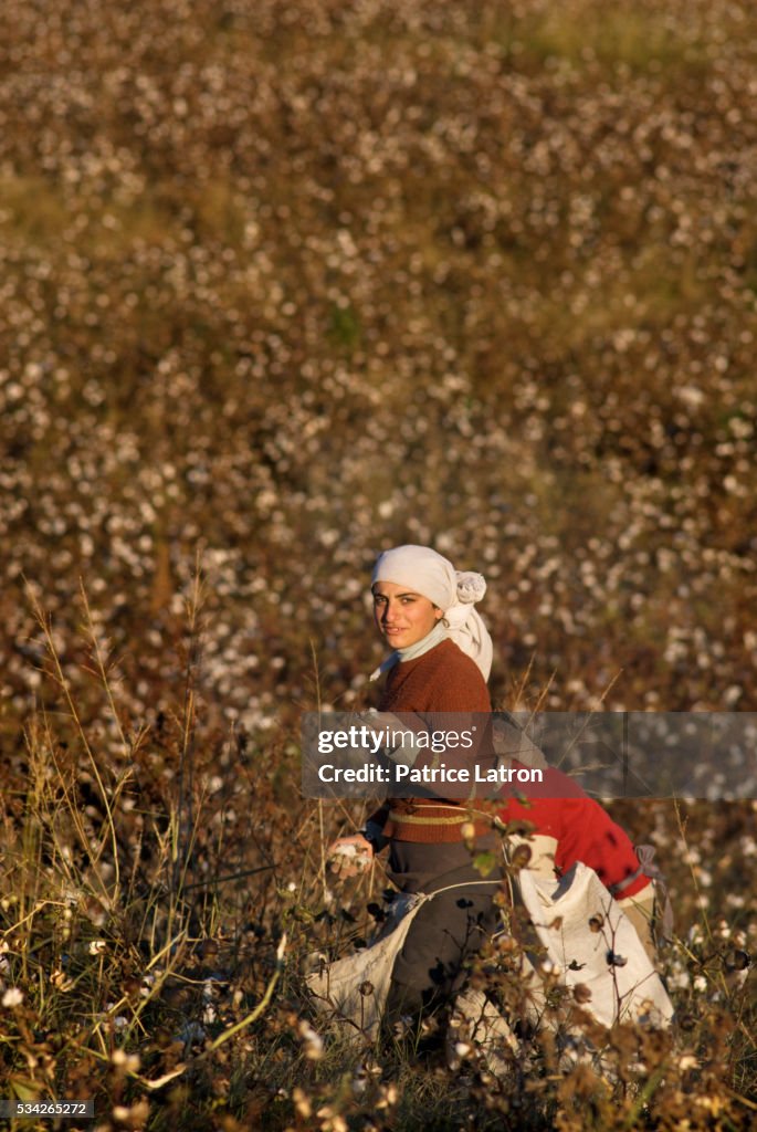 Young Kurd Woman Working in Cotton Field