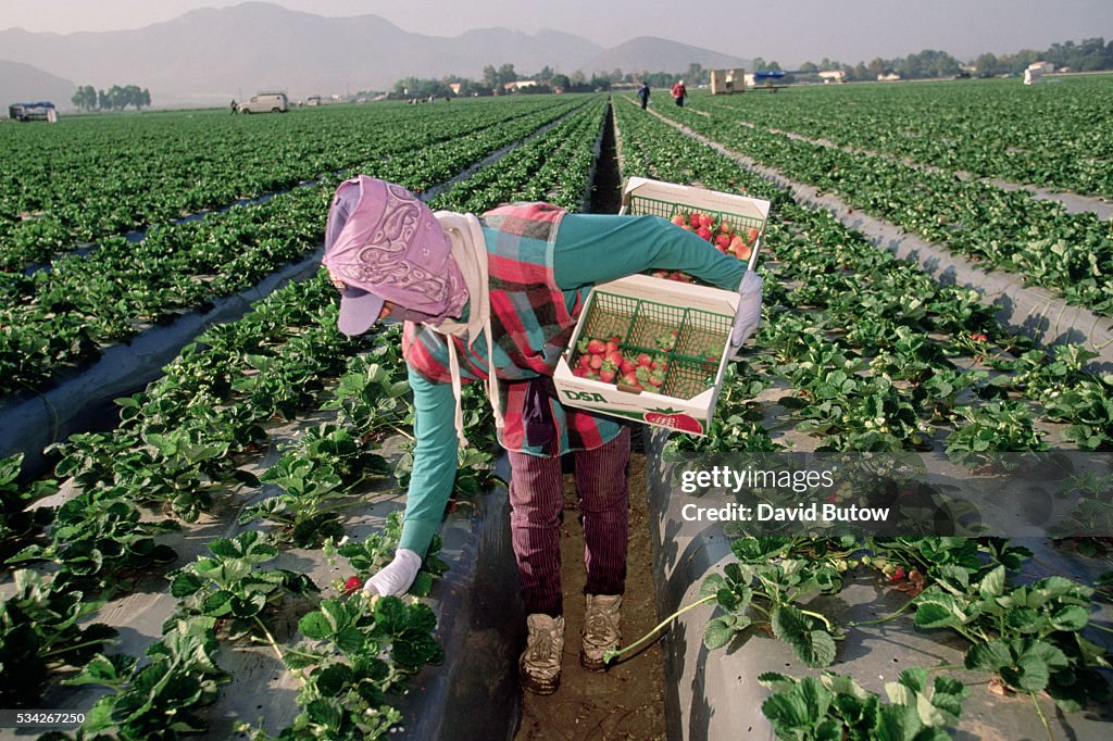 Migrant Worker Harvesting California Strawberries