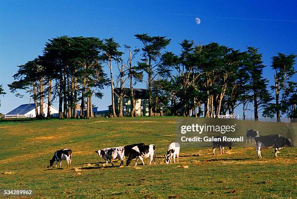 dairy farm on tomales bay - bahía tomales fotografías e imágenes de stock