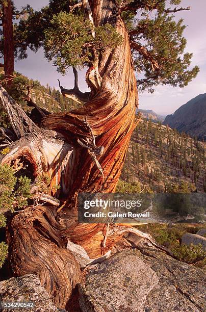 weathered juniper tree - sequoia national park 個照片及圖片檔