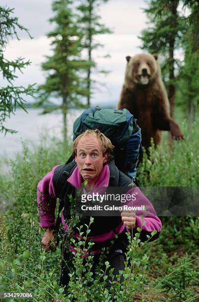 hiker running from grizzly bear - fuggire foto e immagini stock