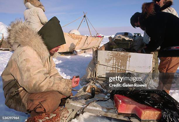 man eating muktuk for lunch - muktuk stock pictures, royalty-free photos & images
