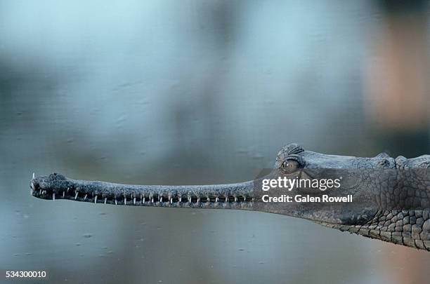 gharial crocodile - gharial stock pictures, royalty-free photos & images