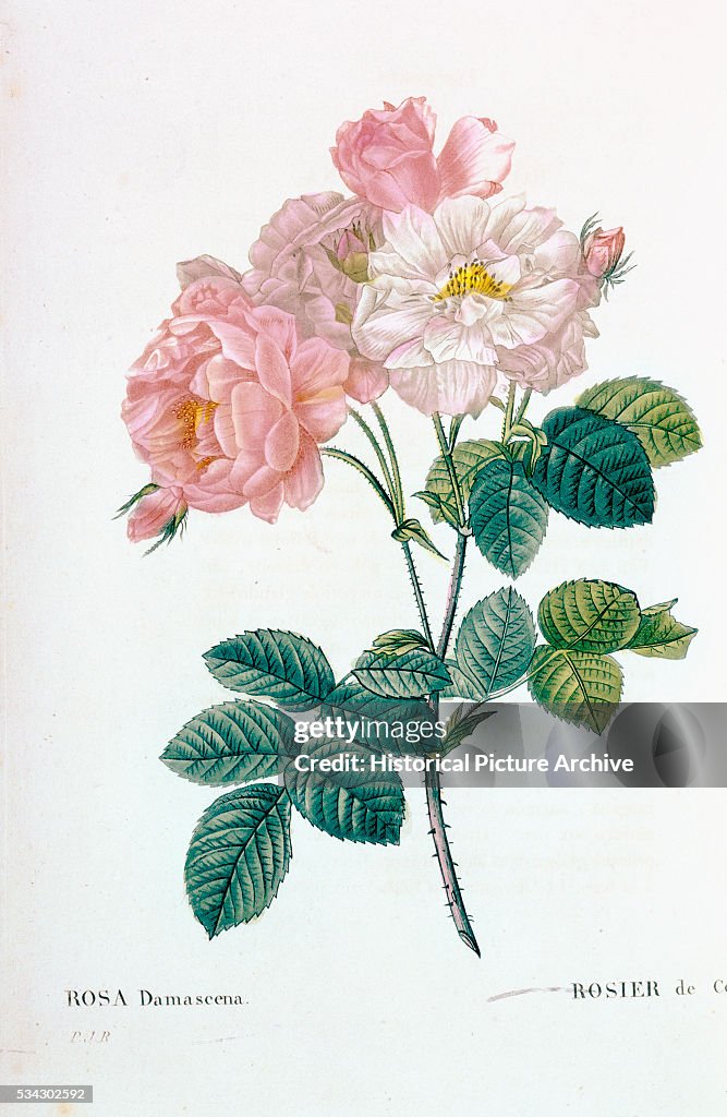 Rosa Demascena by Pierre Joseph Redoute