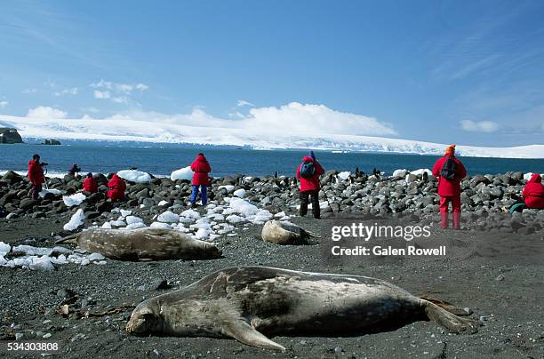 dead seals on island - antarctica scientist stock pictures, royalty-free photos & images