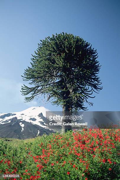 araucaria tree, volcan villarrica, chile - villarrica stock pictures, royalty-free photos & images