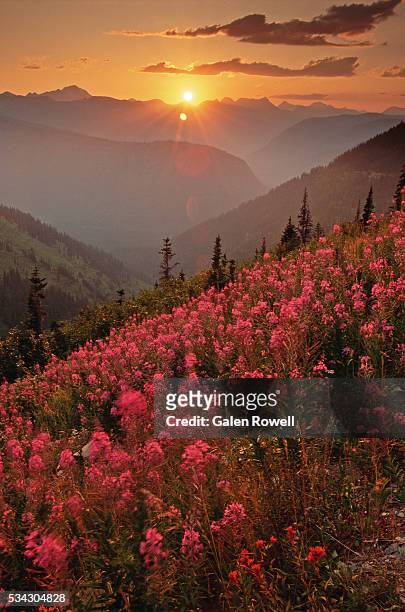 alpine wildflowers at sunrise - parque nacional glacier fotografías e imágenes de stock