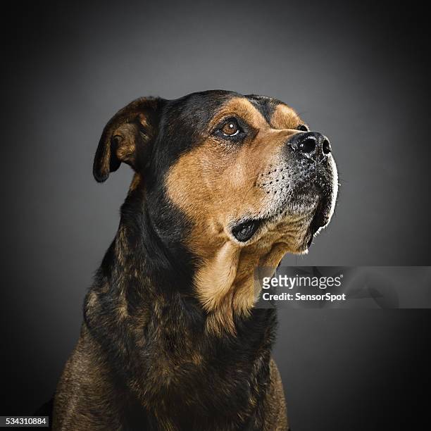 portrait of a mixed rottweiler dog. - ugly dog 個照片及圖片檔