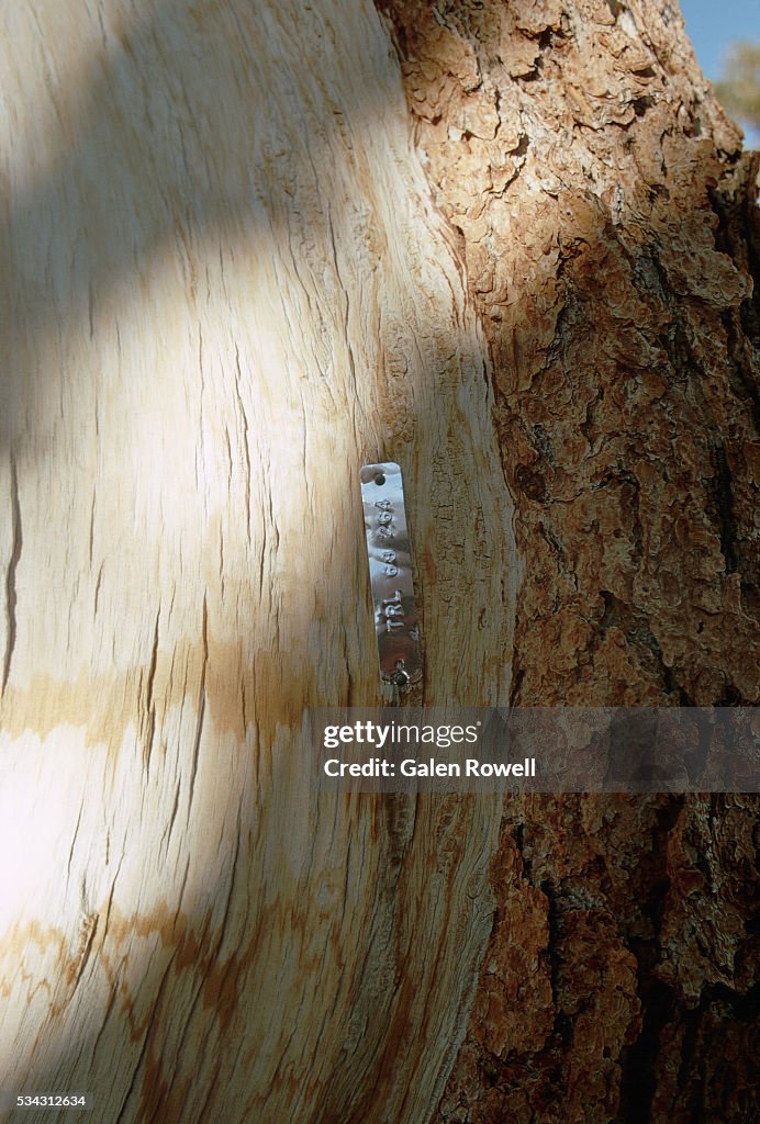 Dendochronology Tag on Bristlecone Pine Tree