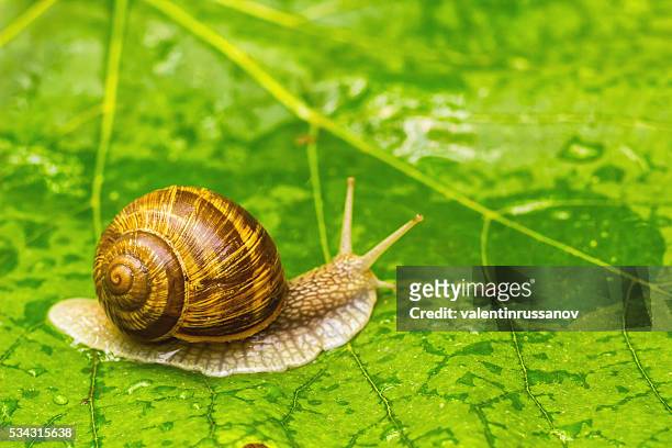 snail on green leaf - snail stock pictures, royalty-free photos & images