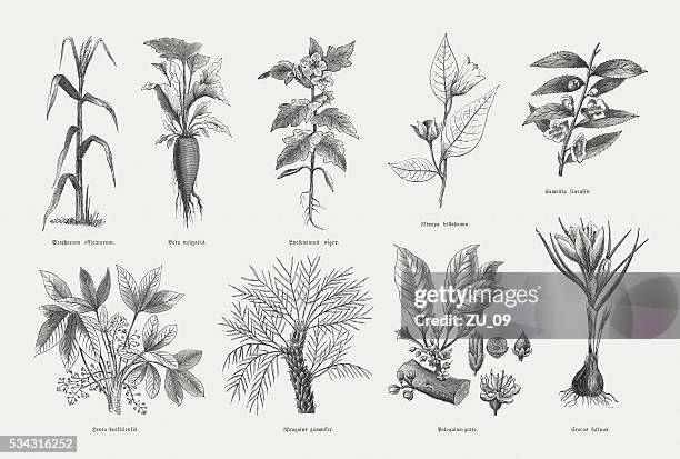 wirtschaftliche pflanzen, holz gravuren, veröffentlichte im 1880 - amaryllis stock-grafiken, -clipart, -cartoons und -symbole