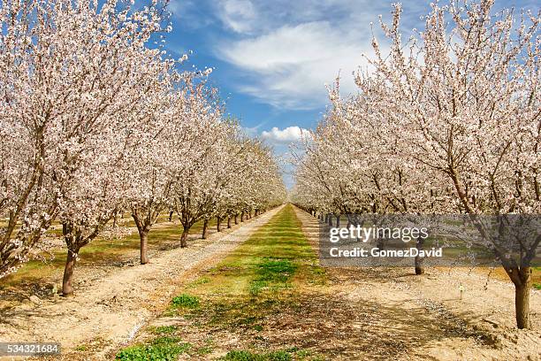 almond orchard mit blüten im frühling - almond blossom stock-fotos und bilder