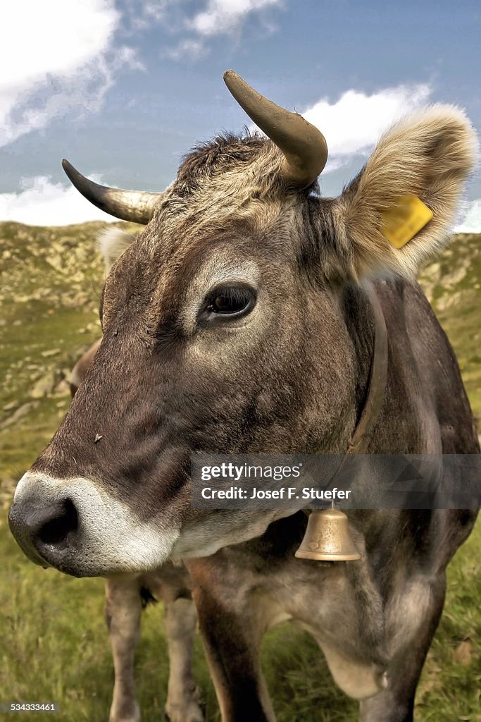 Cow with bell