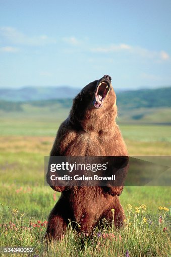 Grizzly Bear Standing and Roaring Grizzly Bear Standing and Roaring