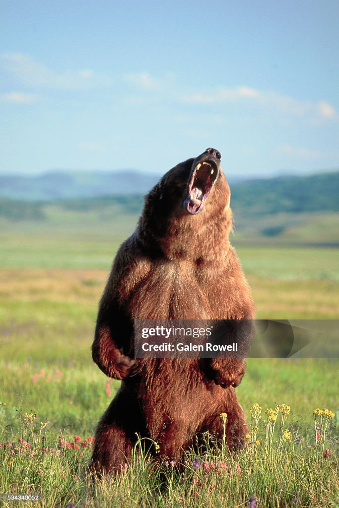 Grizzly Bear Standing and Roaring