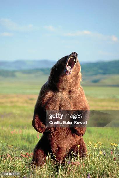 grizzly bear standing and roaring - brown bear stock pictures, royalty-free photos & images