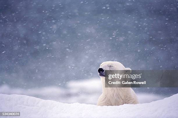 polar bear in blizzard near hudson bay - ventisca fotografías e imágenes de stock