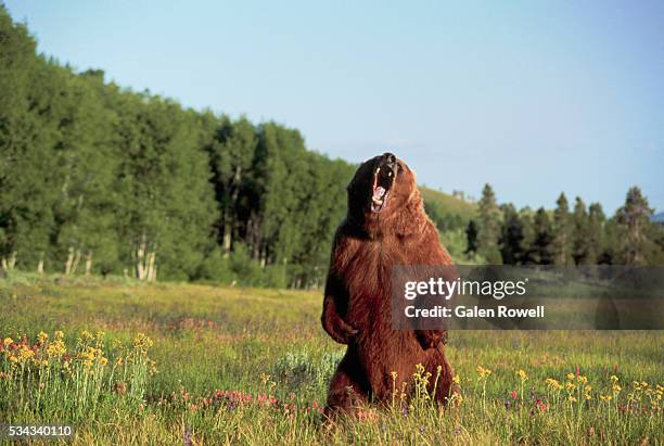 grizzly bear standing and roaring - bear roar stock pictures, royalty-free photos & images