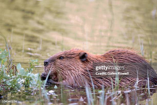 beaver in lake - castor imagens e fotografias de stock