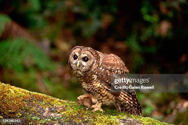 spotted owl with mouse - spotted owl stock pictures, royalty-free photos & images