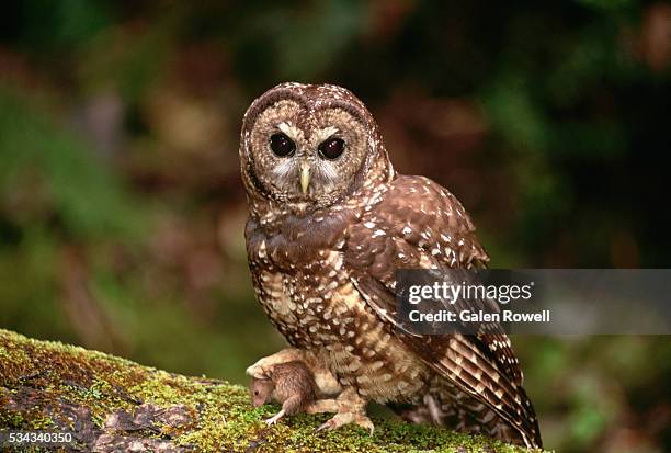 spotted owl with mouse - spotted owl stock pictures, royalty-free photos & images