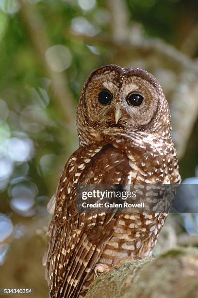 spotted owl perched in tree - ニシアメリカフクロウ ストックフォトと画像