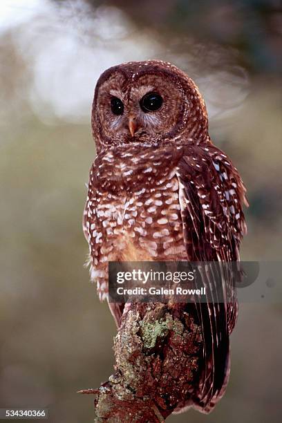 northern spotted owl - fleckenkauz stock-fotos und bilder