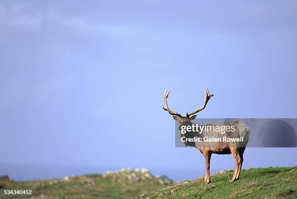 tule elk at point reyes - point reyes national seashore stock pictures, royalty-free photos & images