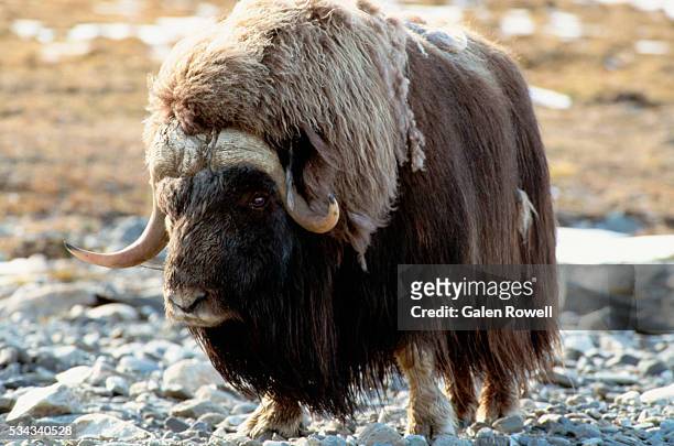 closeup of musk ox in the wild - île wrangel photos et images de collection