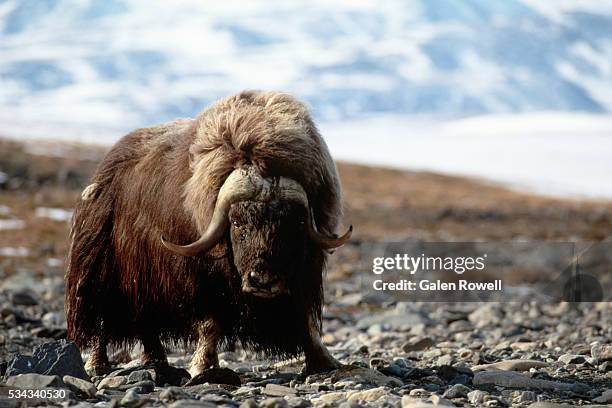 closeup of musk ox in the wild - musk ox stock pictures, royalty-free photos & images