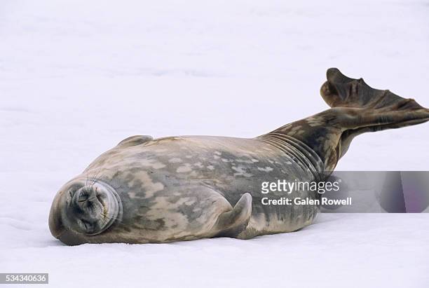 crabeater seal snoozing on its back - foca fotografías e imágenes de stock