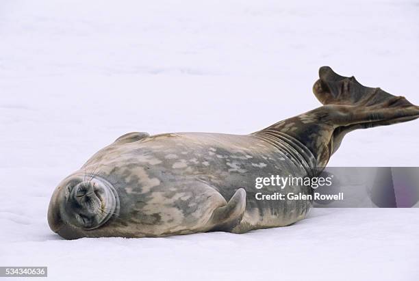 crabeater seal snoozing on its back - rob stockfoto's en -beelden