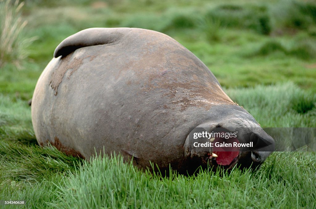Snoozing Elephant Seal on Summer Grounds