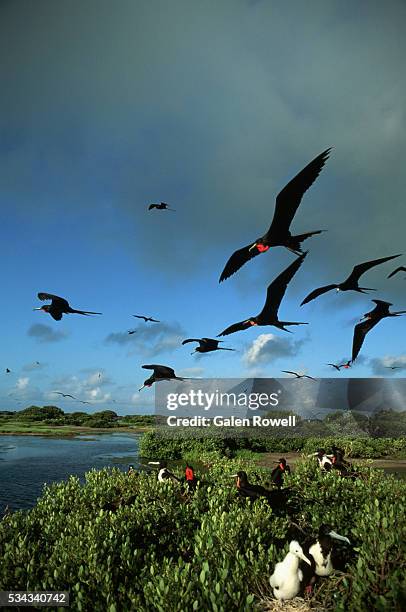 magnificent frigatebirds fly and nest at barbuda island - frigate stock-fotos und bilder