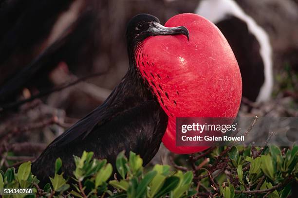 closeup of magnificent frigatebird male during breeding season - fragata magnífica fotografías e imágenes de stock