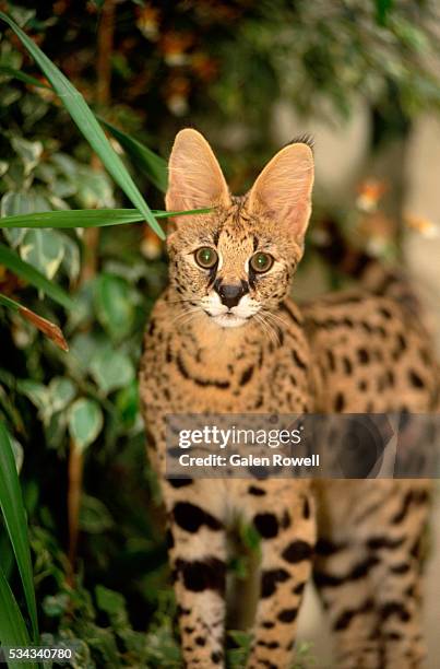 captive african serval - serval stockfoto's en -beelden