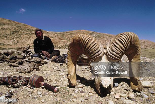 tibetan man camps near large argali skull - argali stock pictures, royalty-free photos & images