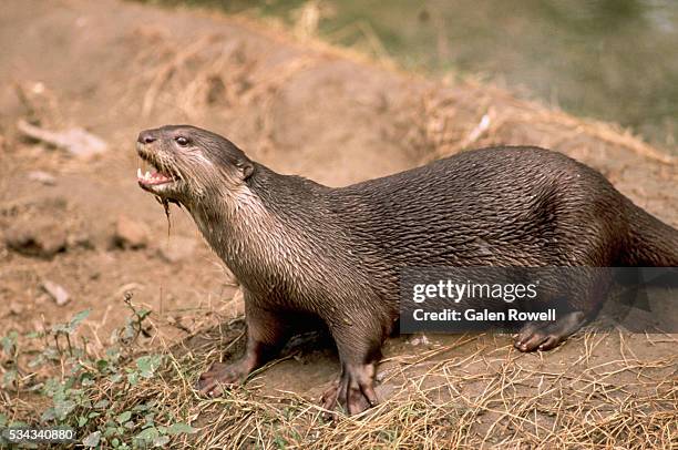 himalayan river otter calls out from riverbank - river otter stock pictures, royalty-free photos & images