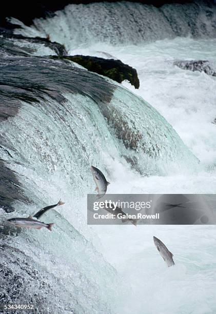 salmon fly up brooks falls - waterfall jump stock pictures, royalty-free photos & images