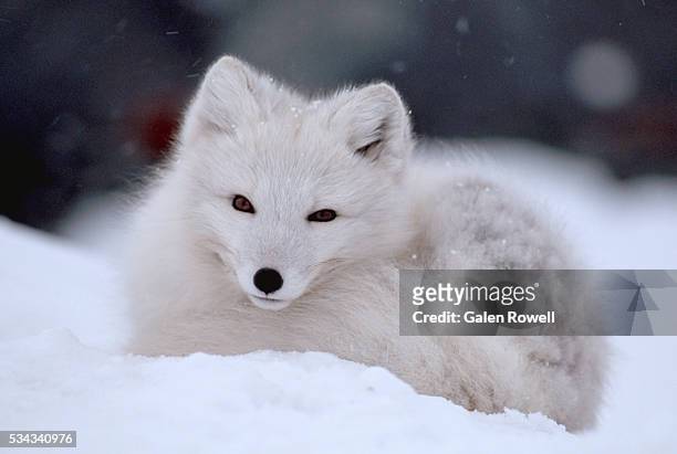 arctic fox curled up in winter snow - arctic fox stock pictures, royalty-free photos & images