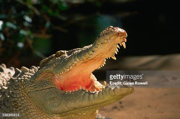 crocodile in north queensland - クロコダイル ストックフォトと画像