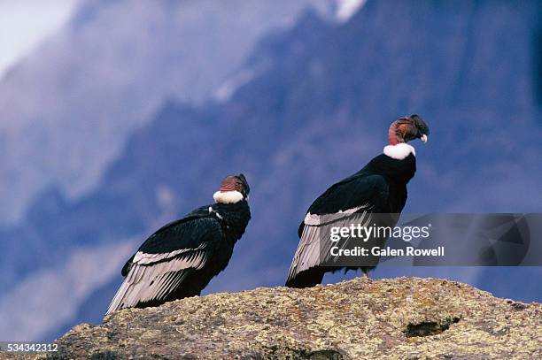 two andean condors - torres del paine national park imagens e fotografias de stock