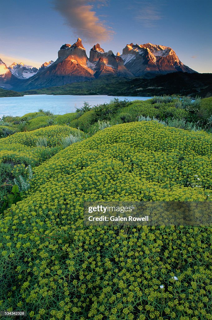 Plants Covering Ground near Cuernos del Paine