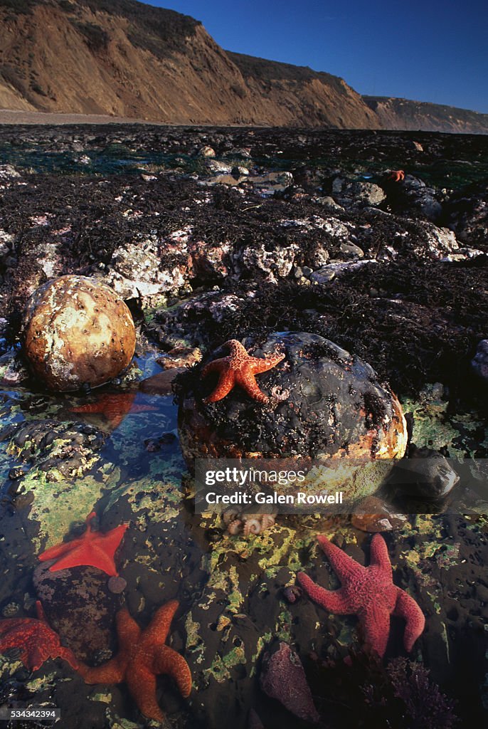 Sea Stars in Tide Pool