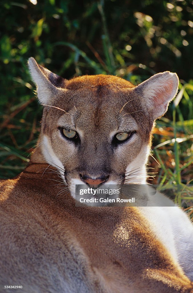 Florida Panther