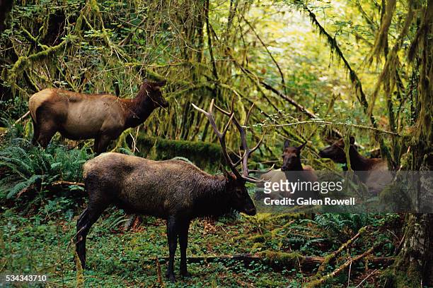 roosevelt elk in rain forest - olympic national park stockfoto's en -beelden