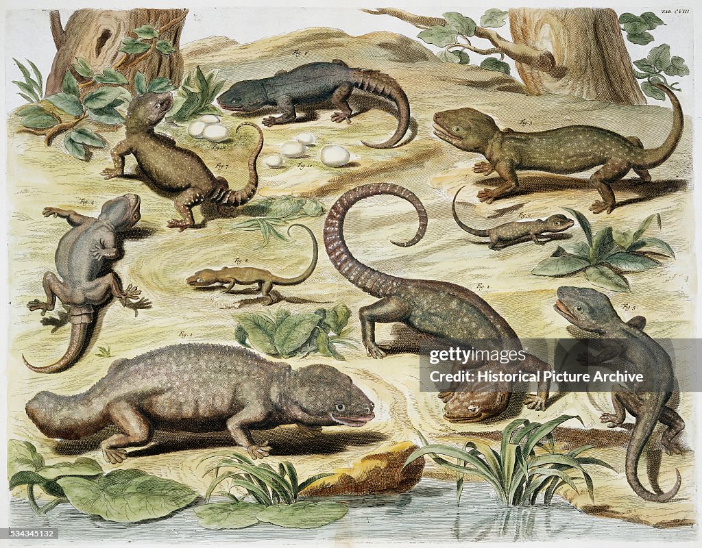 Hand-Colored Engraving of Lizards